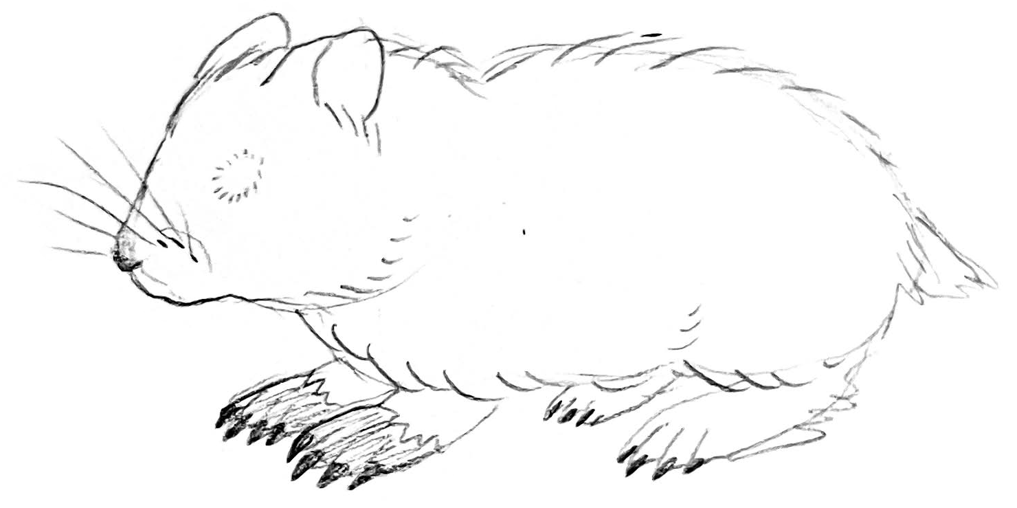 A hand-sketched drawing of a blind hamster.