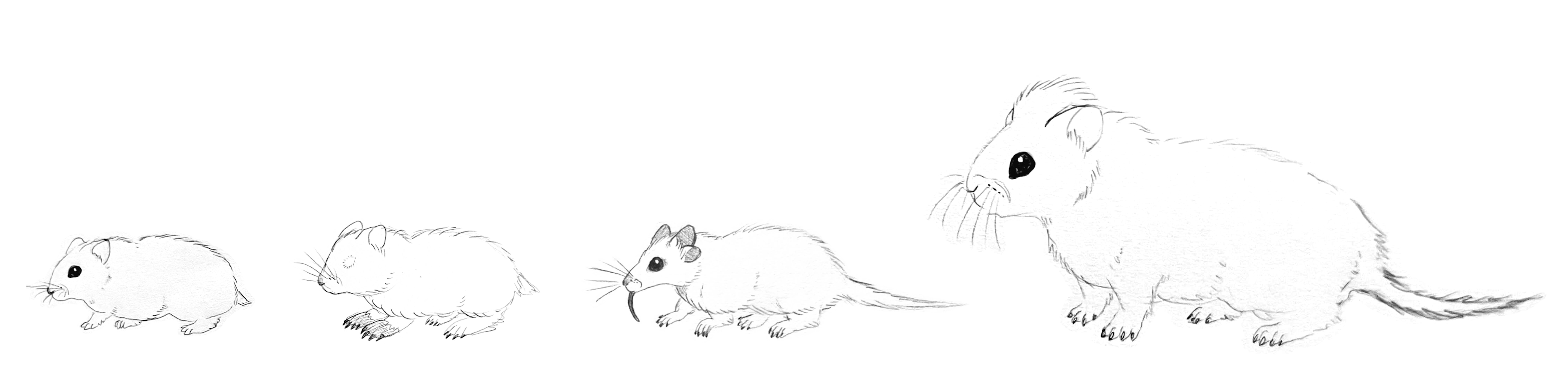 A hand-sketched drawing of the different hamster species.