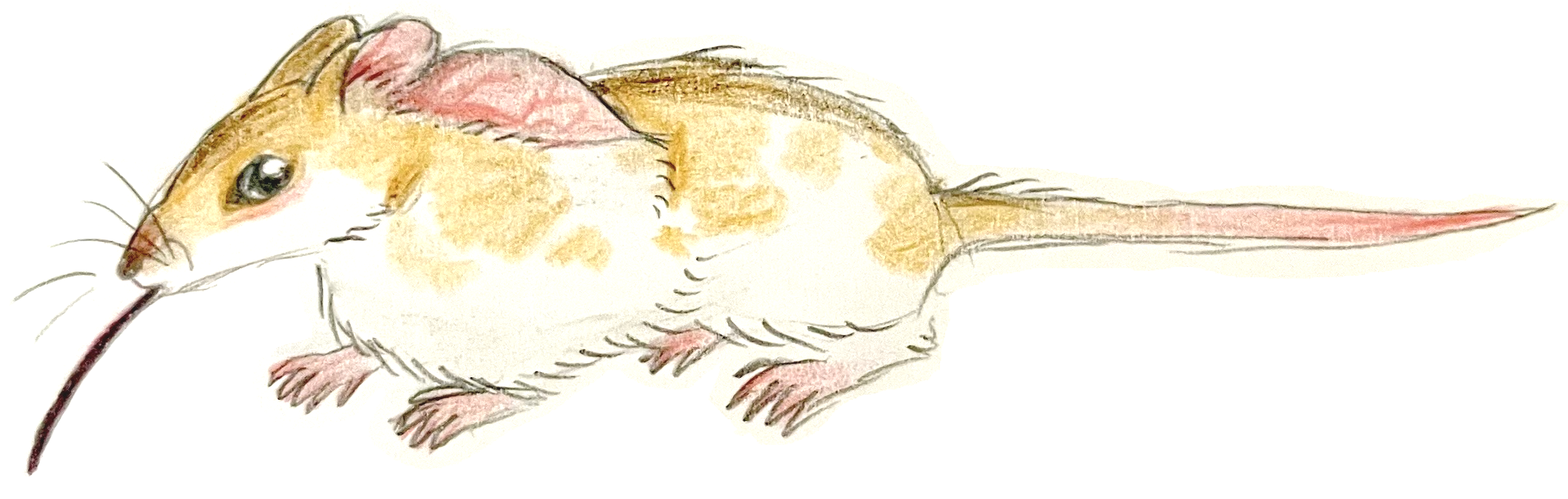 A hand-sketched drawing of a dumbo hamster.