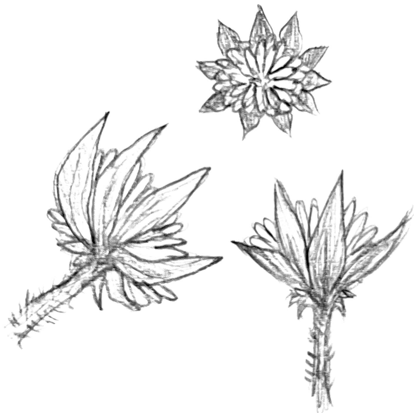 A hand-sketched drawing of a dandelion with large leaves.