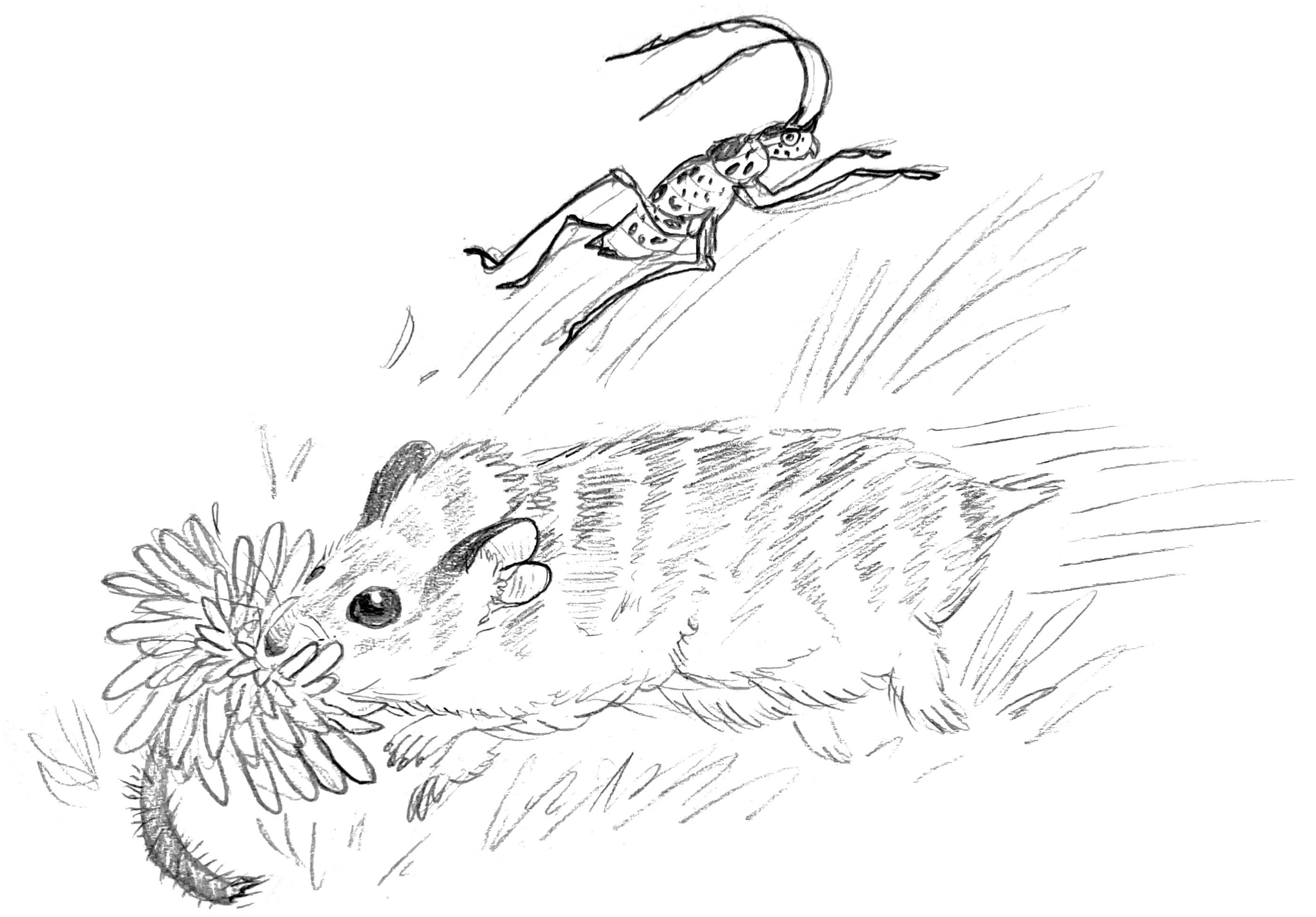 A hand-sketched drawing of a mutated hamster.