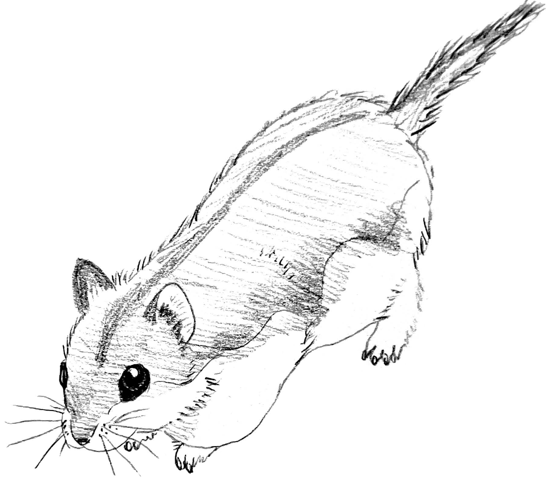 A hand-sketched drawing of a hamster with a tail.