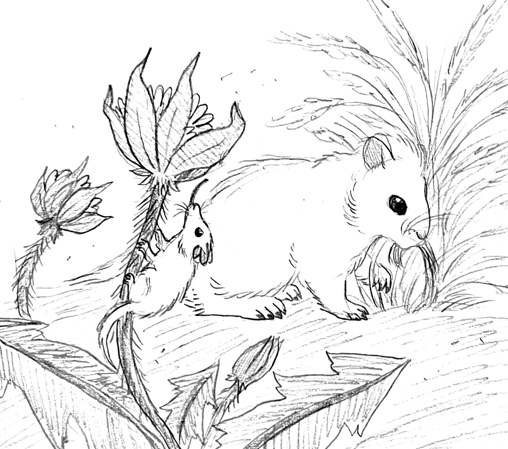 A hand-sketched drawing of the tufted hamster compared to its ancestor.