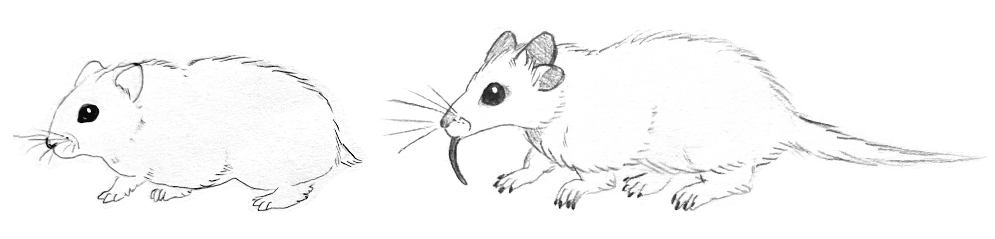 A hand-sketched drawing of a tufted hamster next to a normal dwarf hamster.
