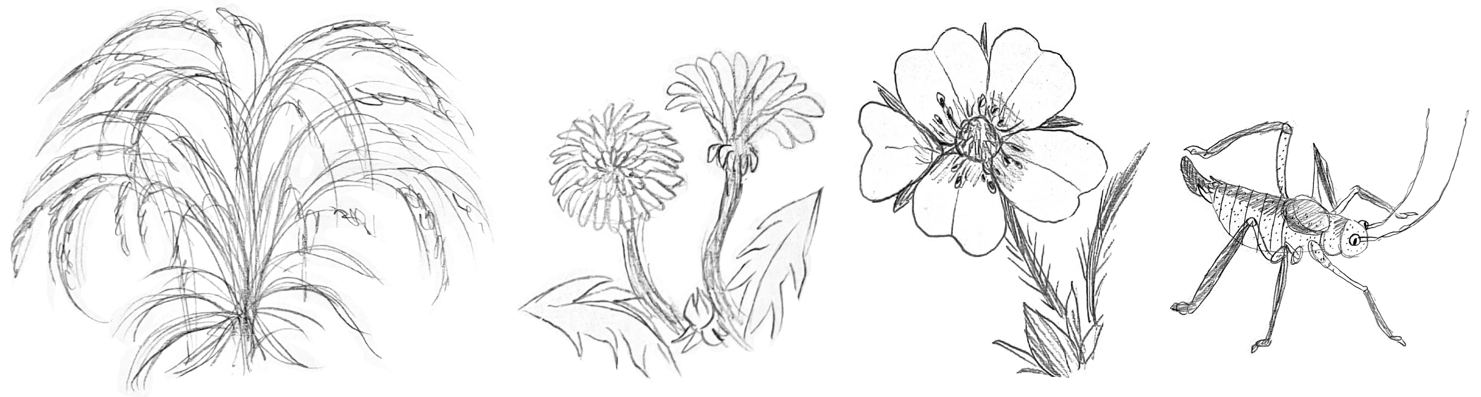 Hand-sketched drawings of grass, dandelions, and a blooming flower.