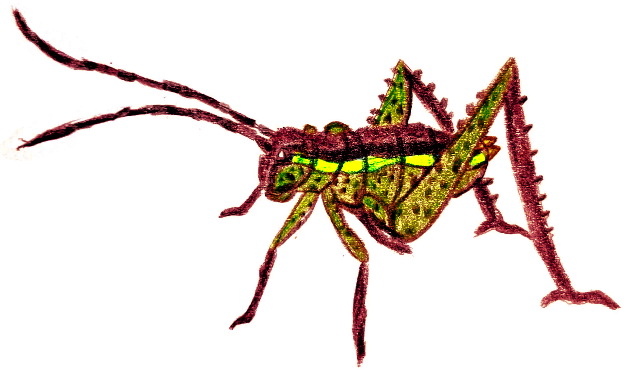 A hand-sketched drawing of a cricket.