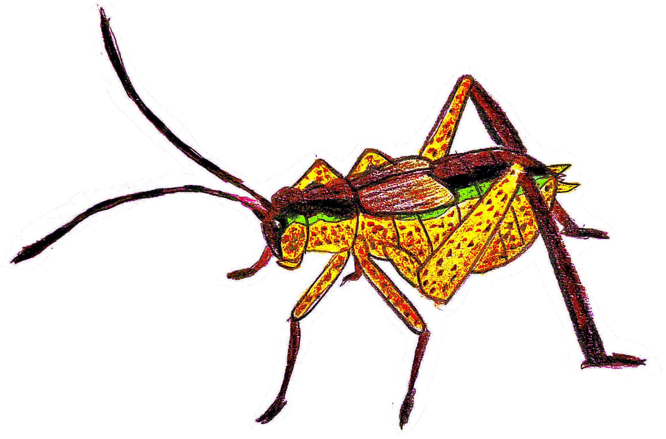 A hand-sketched drawing of a cricket.