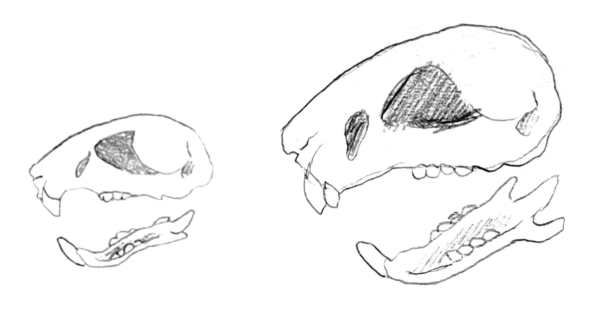 A hand-sketched drawing of a tufted hamster skull next to a normal dwarf hamster skull.