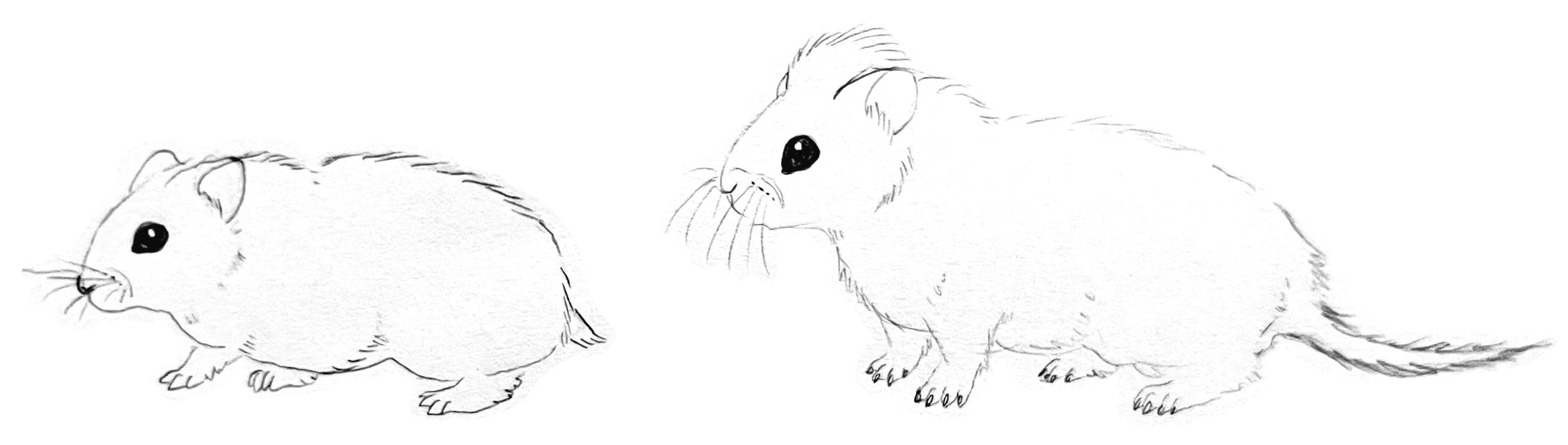 A hand-sketched drawing of a tufted hamster next to a normal dwarf hamster.